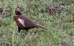 Common Pheasant