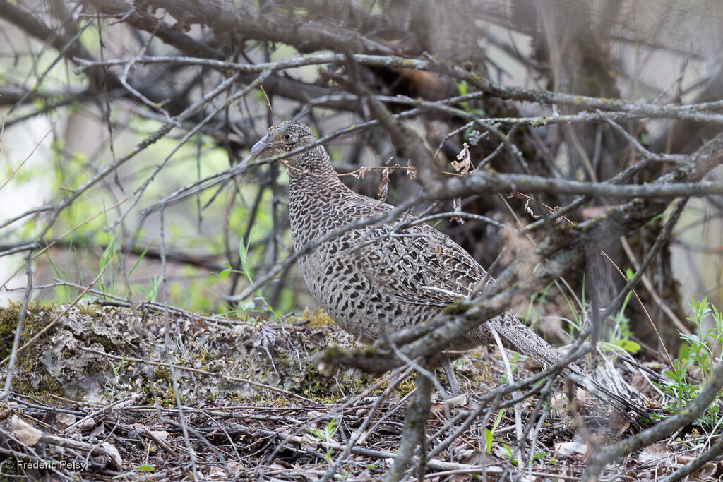 Faisan de Colchide femelle