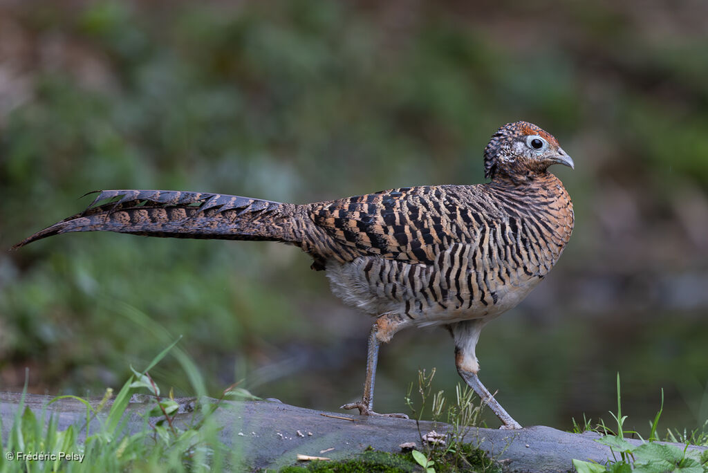 Lady Amherst's Pheasant