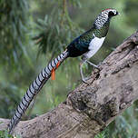 Faisan de Lady Amherst