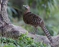 Faisan de Lady Amherst