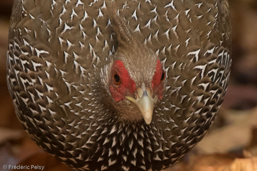 Kalij Pheasant female adult, close-up portrait