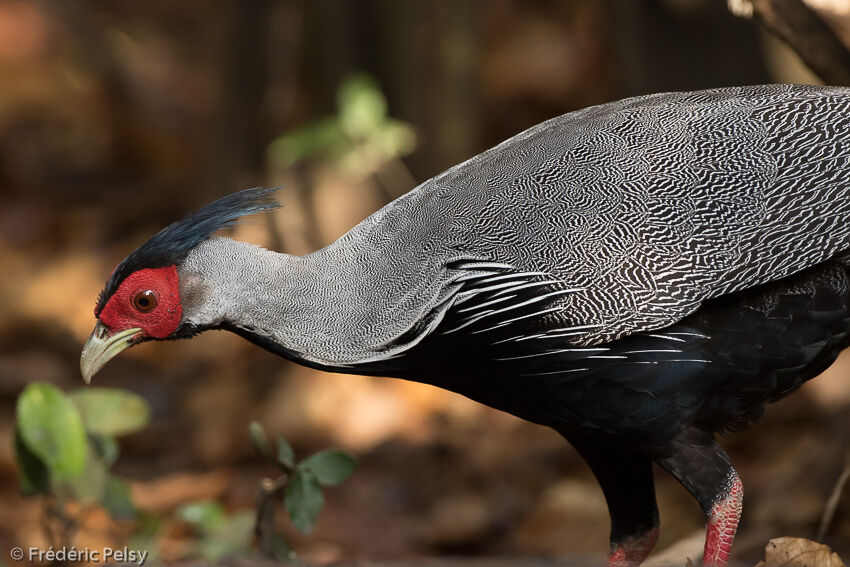 Kalij Pheasant male adult, identification, close-up portrait, aspect