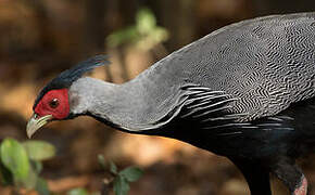 Kalij Pheasant