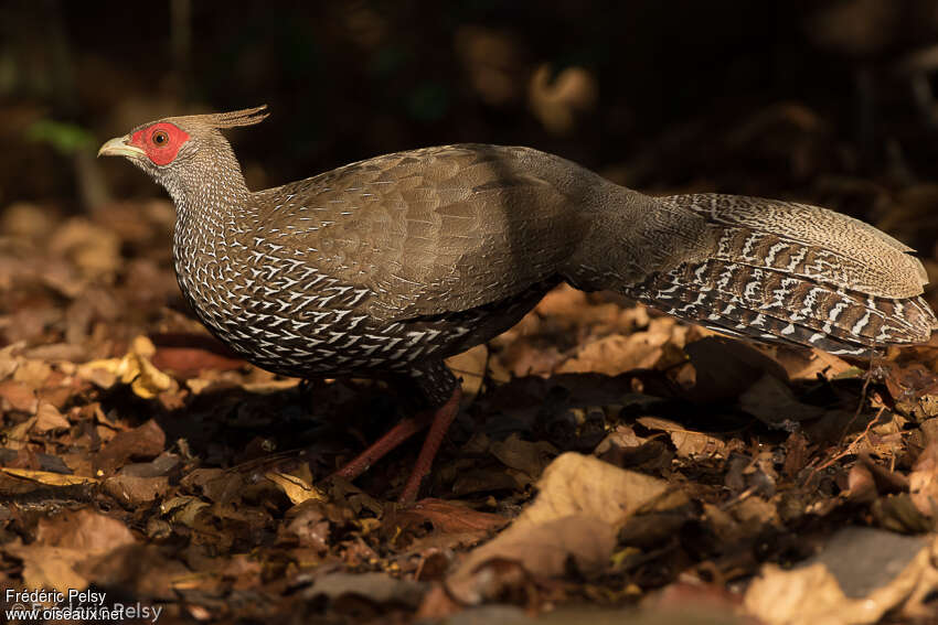 Faisan leucomèle femelle adulte, identification