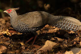 Kalij Pheasant