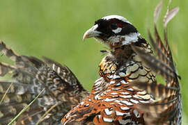 Reeves's Pheasant