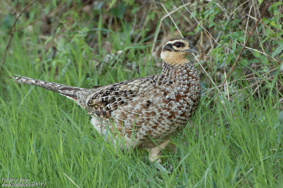 Faisan vénéré femelle adulte, identification