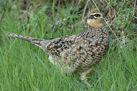 Reeves's Pheasant