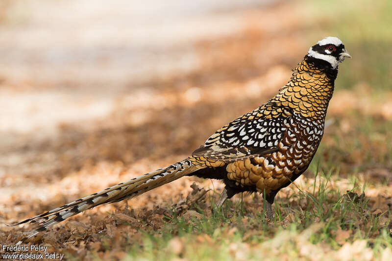 Reeves's Pheasant male adult, identification