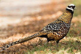 Reeves's Pheasant