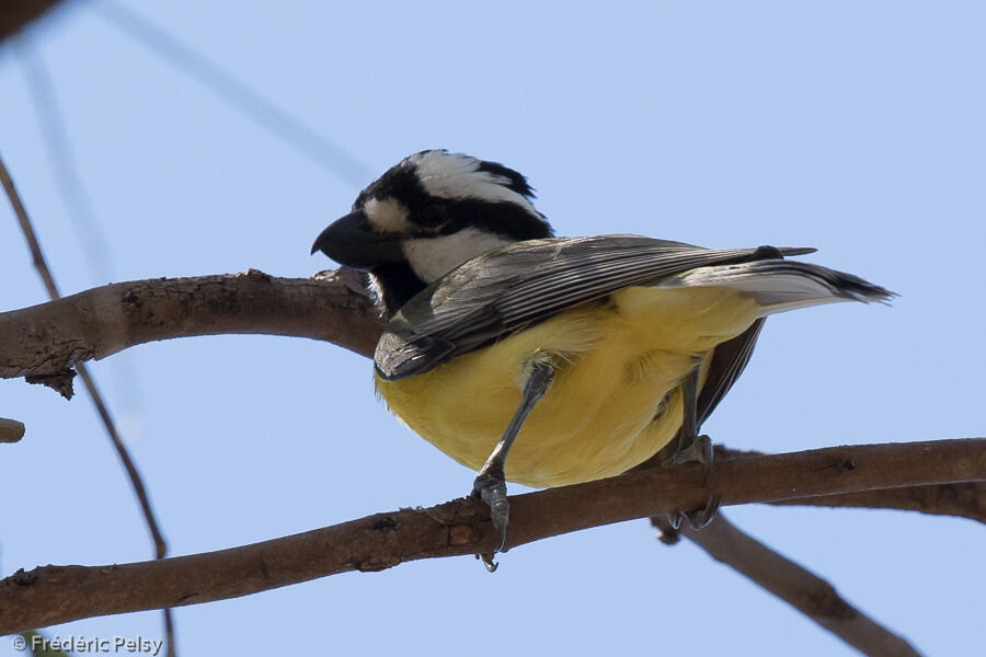 Crested Shriketit