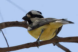 Crested Shriketit