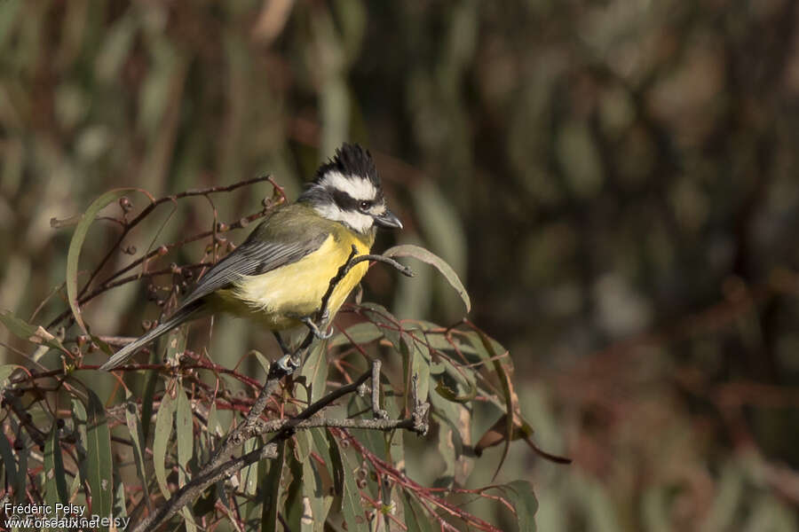 Eastern Shriketit female adult, identification