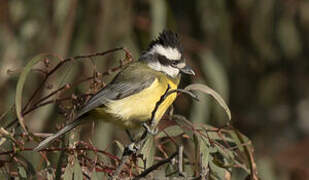 Crested Shriketit