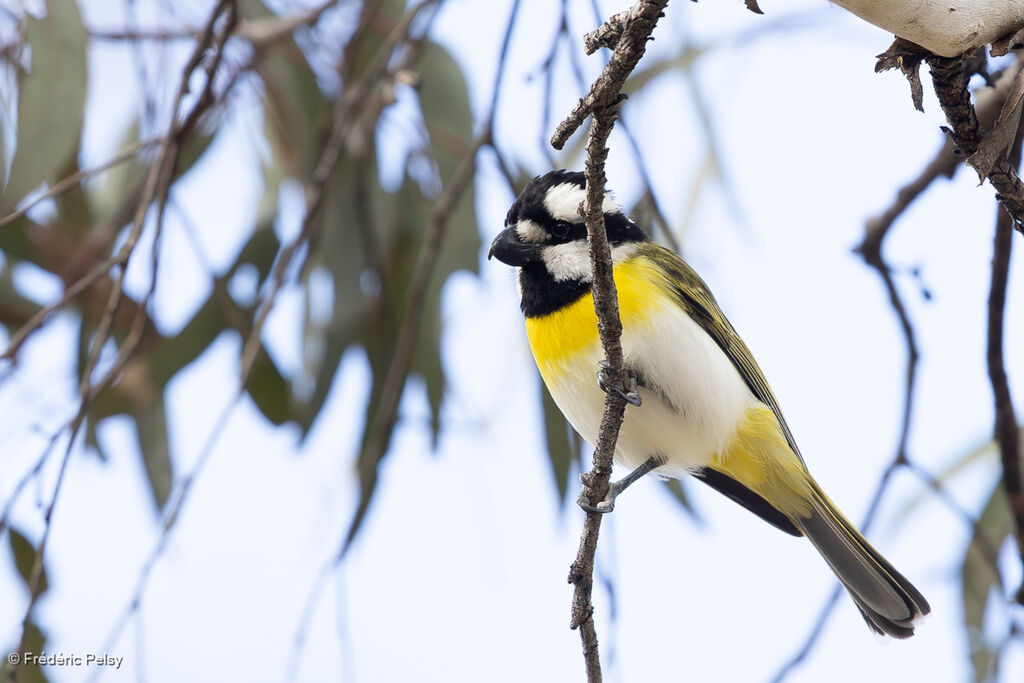 Falconelle à ventre blanc mâle adulte