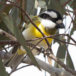 Falconelle à ventre blanc