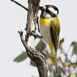 Falconelle à ventre blanc