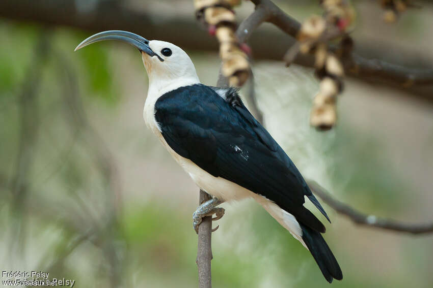 Sickle-billed Vangaadult, identification