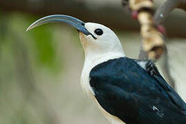 Sickle-billed Vanga