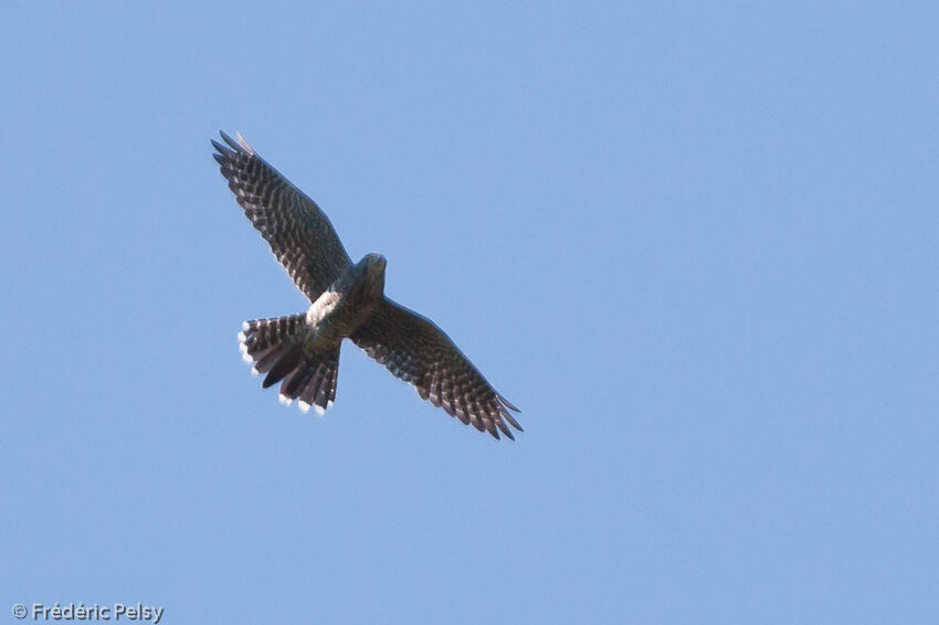 Banded Kestrel, Flight