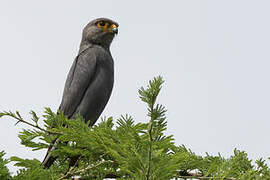 Grey Kestrel