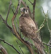 Brown Falcon