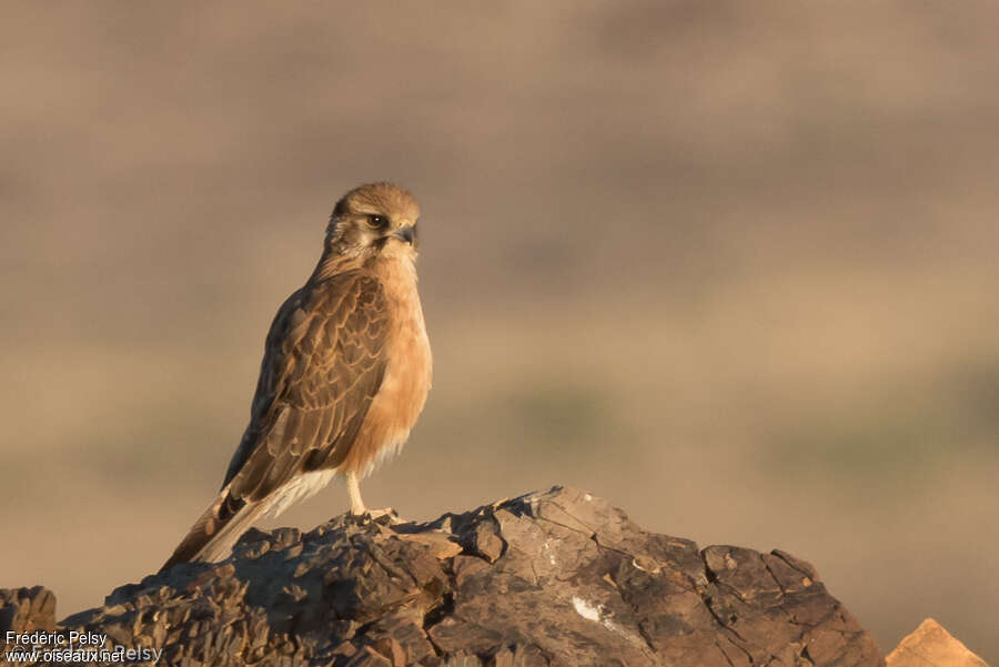 Brown Falcon, Behaviour