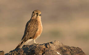 Brown Falcon