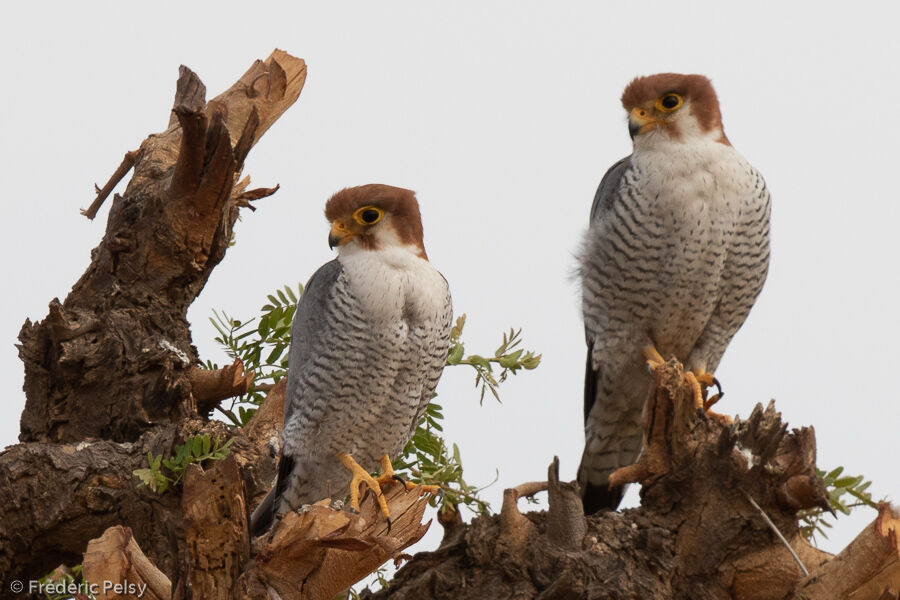 Red-necked Falconadult