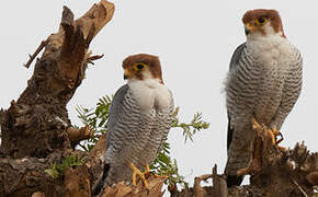 Red-necked Falcon