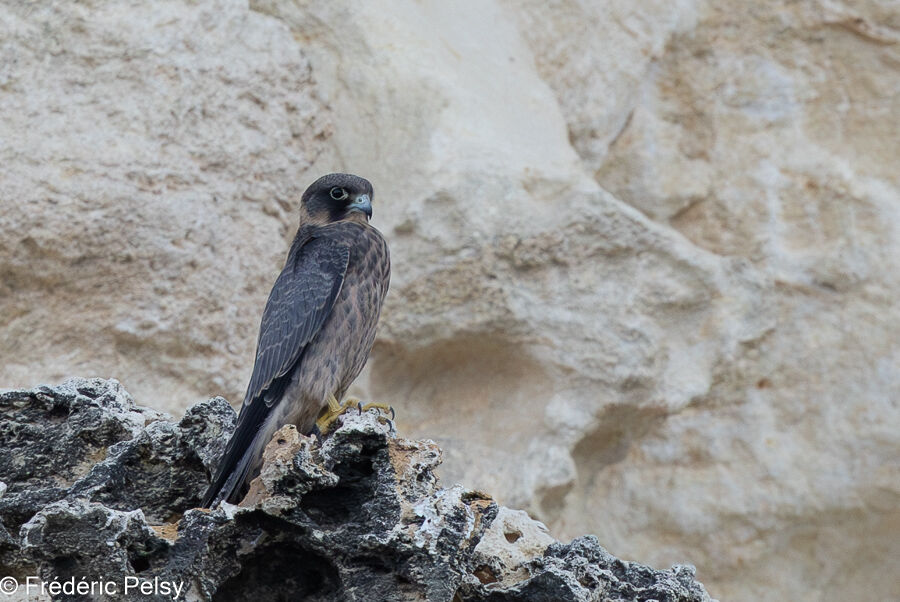 Sooty Falconjuvenile