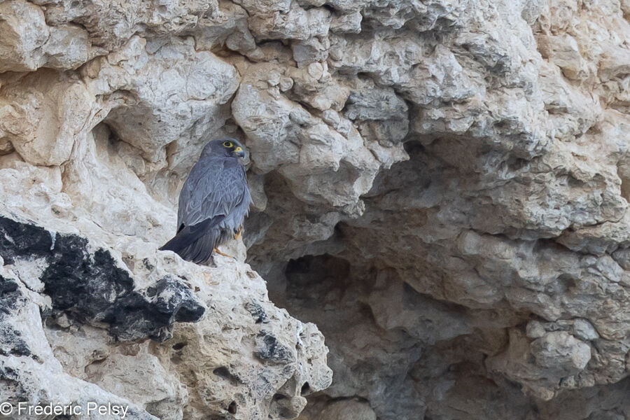 Sooty Falconadult