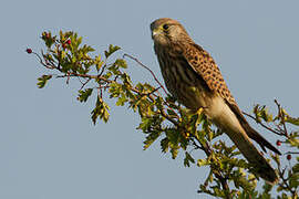 Common Kestrel