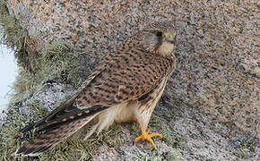 Common Kestrel