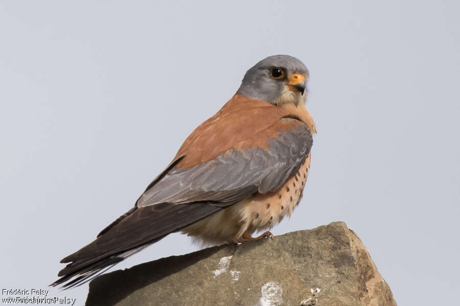 Lesser Kestrel male adult, close-up portrait