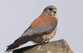 Lesser Kestrel