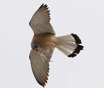 Lesser Kestrel