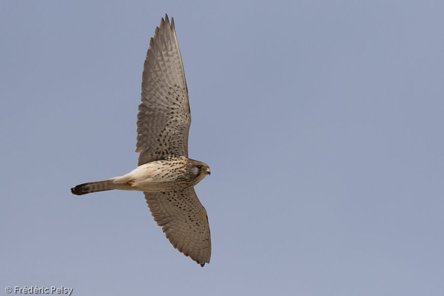 Lesser Kestrel female adult, Flight