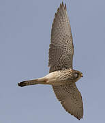 Lesser Kestrel