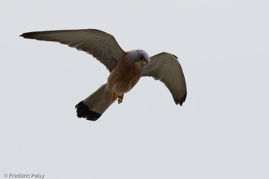 Lesser Kestrel