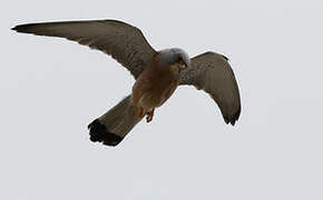 Lesser Kestrel