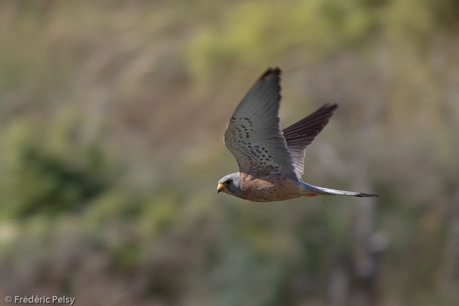 Lesser Kestrel male, Flight