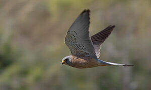 Lesser Kestrel