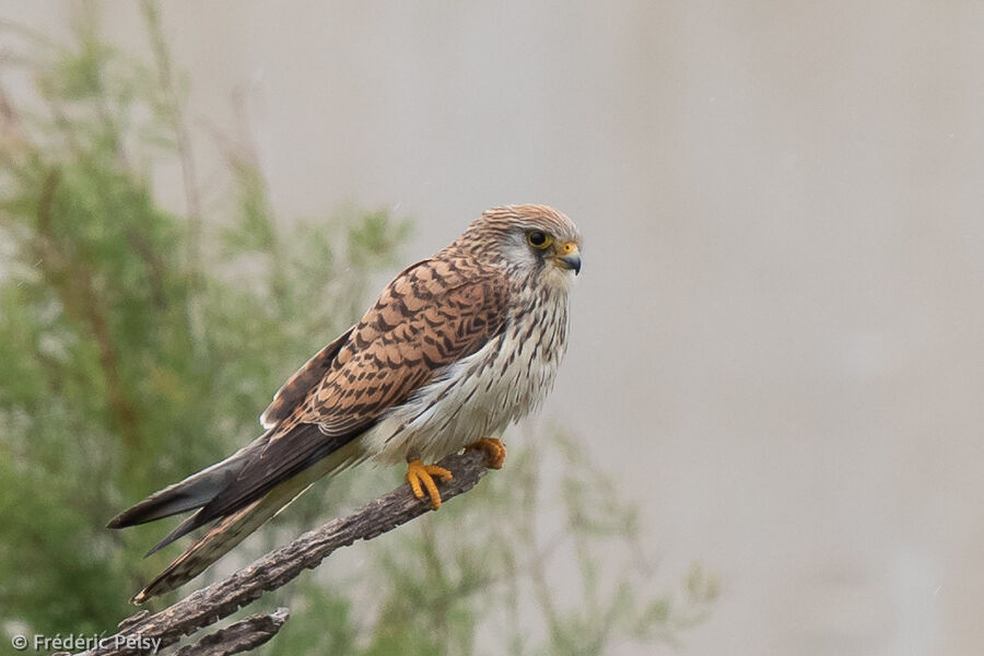 Lesser Kestrel female