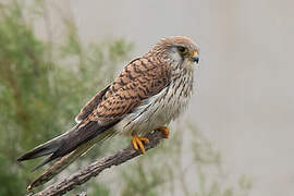 Lesser Kestrel