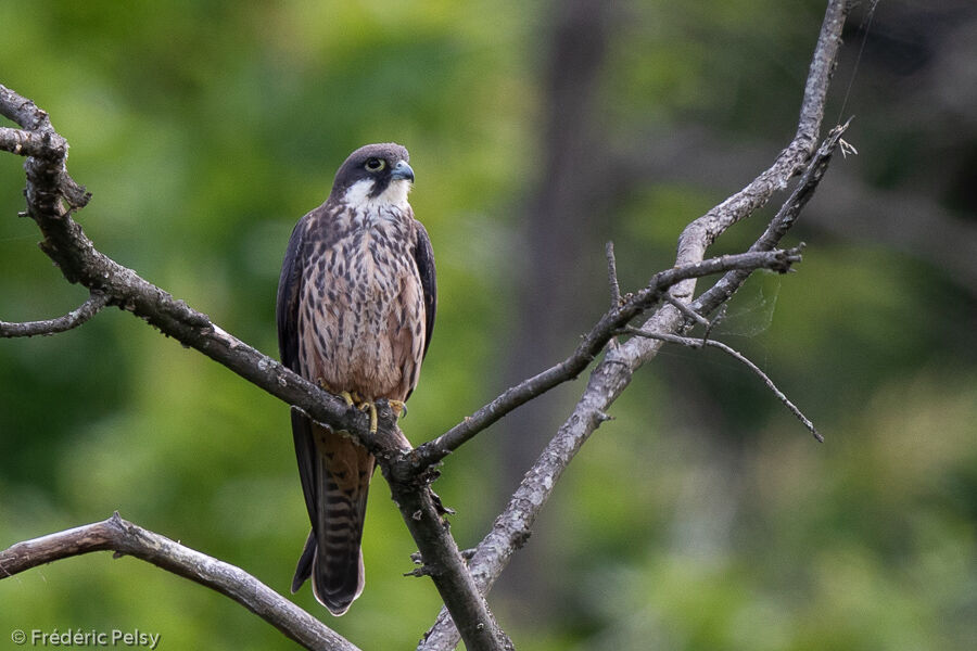 Eleonora's Falcon