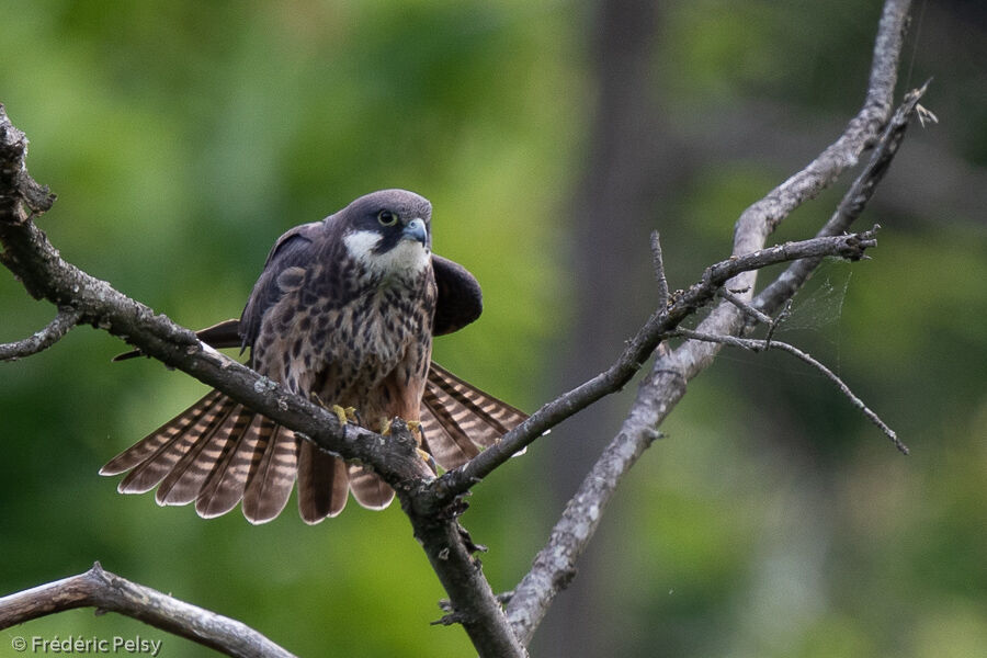 Eleonora's Falcon