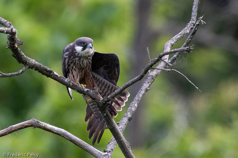 Eleonora's Falcon