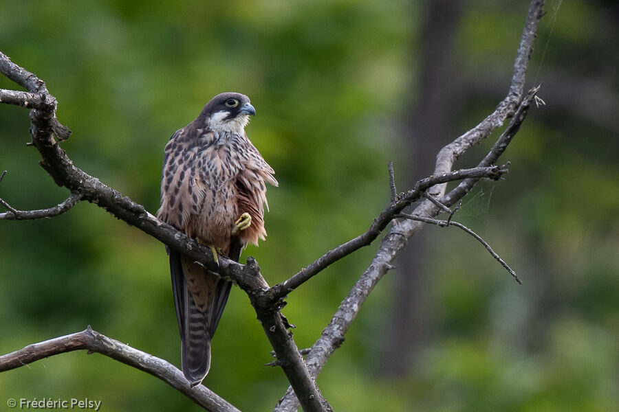 Eleonora's Falcon